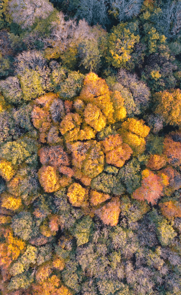 Forêt vue de dessus